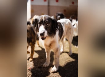 ♥Milla♥ liebe, ruhige Hündin auch kinder- und katzenfreundlich