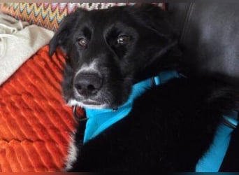 Sienna süße junge Schäfi-Mix-Schnute