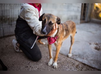 Liebste Lisa - die pure Lebensfreude auf 4 Pfoten