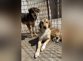Klausi ❤️ sanft, sensibel + sucht Halt & Liebe