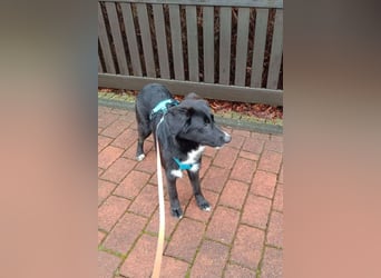 Sienna süße junge Schäfi-Mix-Schnute wartet bereits in 45711 Datteln