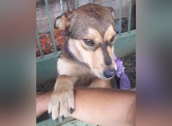 freundliche, liebevolle Mix-Hundedame Lizzy