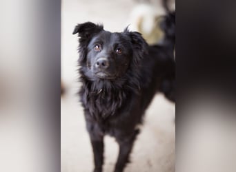 Filou ❤️ verspielter, so lieber Jungrüde