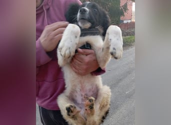 Sammy- jung, noch schüchtern - sucht seine feste Bindung