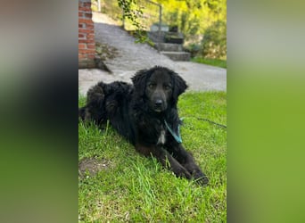 BIMBO❤️freundlicher, ruhiger Fellschnuffel - liebt einfach alles und jeden um sich herum