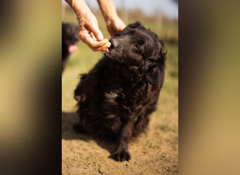 Norman - ein rundum toller Rüde