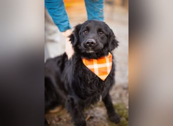 MIKE❤️Gute-Laune-Retriever-Mix sucht sein Glück