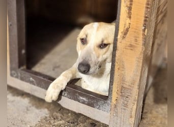 Liebe Nala möchte bei dir einziehen