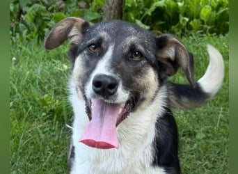 ♥Šmizla♥ Kinder- und Katzenlieben Hündin