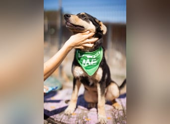 Norio ❤️ kuschliger, verspielter junger Hundebub