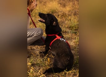Blacky Aron ♥️ so verschmuster & verspielter Rüde