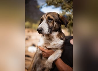 Prachtbursche ♥ Pero ♥ toller Familienhund; lieb, sozial, klug, auch verkuschelt