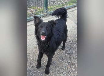 Filou ❤️ verspielter, so lieber Jungrüde