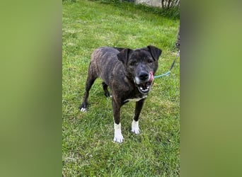 Ebelin ❤️ so herzensguter Familienhund!