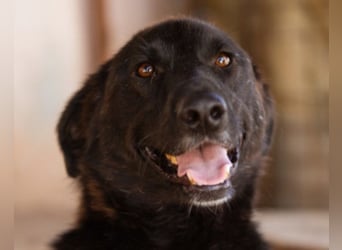 SHADOW❤️freundlicher, sanfter, treuer Familienhund