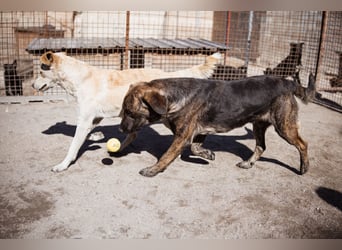 Ludwig ❤️ unser lieber, verschmuster Jungrüde!