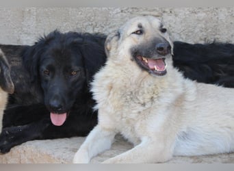 BIMBO❤️freundlicher, ruhiger Fellschnuffel - liebt einfach alles und jeden um sich herum
