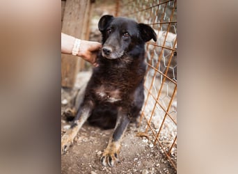Liebevolle Hunde-Omi Gara ❤️ so sanft, freundlich und ruhig!