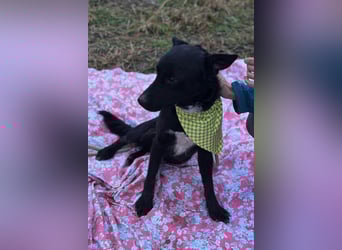 Sokol ❤️ verschmuster, verspielter Schatz