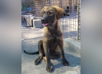 Bub ♥Bertie♥ lieber, fröhlicher Jungrüde