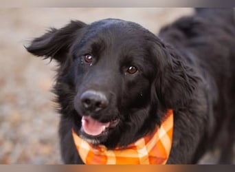 MIKE❤️Gute-Laune-Retriever-Mix sucht sein Glück