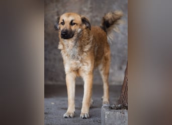 Ben ❤️ schmusiger, schüchterner Hundebub