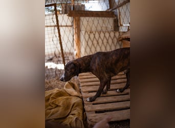 Lieber Baileys ❤️ hübscher, sensibler Bub!