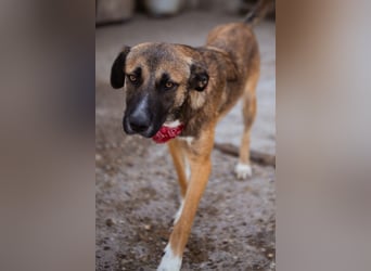 Liebste Lisa - die pure Lebensfreude auf 4 Pfoten