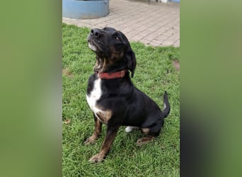 Leo ❤️ wartet in 84524 Neuötting auf dich