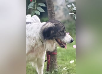 ♥Milla♥ liebe, ruhige Hündin auch kinder- und katzenfreundlich