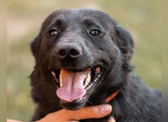 CHUNA❤️freundliche, neugierige & absolut liebenswerte Schmusepfote