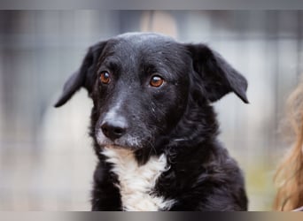 BOBI❤️sanfter, liebevoller & treuer Schatz sucht ein Zuhause voller Liebe!