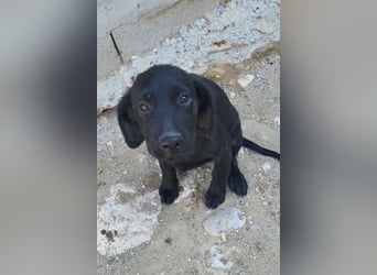 Knutschkugel GRACIE❤️zauberhaftes Fellschnute sucht ihr Zuhause fürs Leben