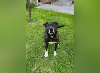 Ebelin ❤️ so herzensguter Familienhund!