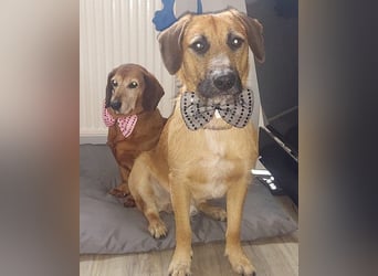 Toller Rüde ♥ Taro ♥ wartet bereits in 24885 Sieverstedt