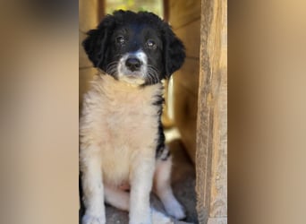 Süße Welpin ♥Suki♥ sucht ihre Menschen