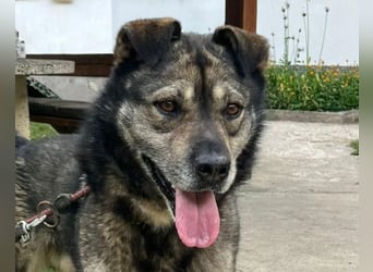 Medo ❤️ so gutmütig, liebevoll + sozial!