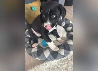 Welpe LENNI❤️kleiner Entdecker sucht sein großes Glück!