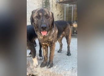 Ludwig ❤️ unser lieber, verschmuster Jungrüde!