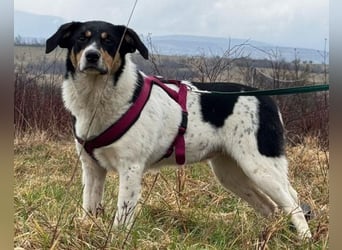 Milly ❤️ liebe, sanfte Hündin sucht dich!