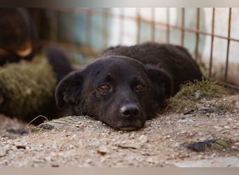Black-Beau ♥ Sasha ♥ noch schüchtern - verständlich - aber herzlich