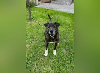 Ebelin ❤️ so herzensguter Familienhund!