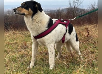 Milly ❤️ liebe, sanfte Hündin sucht dich!