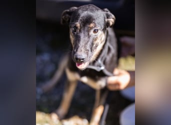 FRIDA❤️Terrier-Mix-Sonnenscheinchen sucht ihr Zuhause voller Liebe