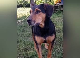 Jasco ❤️ neugierig, lebhaft & verspielt