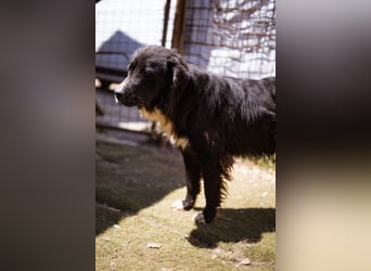 GARO❤️verschmuster, sanfter und liebevoller Begleiter