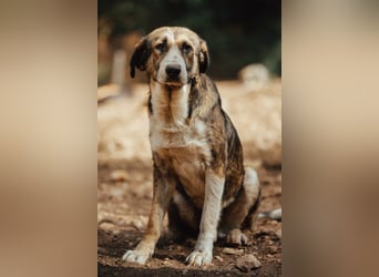 Prachtbursche ♥ Pero ♥ toller Familienhund; lieb, sozial, klug, auch verkuschelt