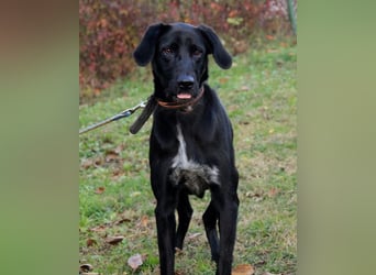 Xena - lebensfrohe, aktive, liebe Hündin