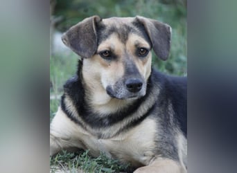 Lana ❤️ tolle umgängliche, junge Hündin