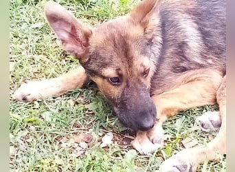 Liebevolles Fellnäschen Bebo -  liebt jeden, ob Mensch, Hund oder Katze